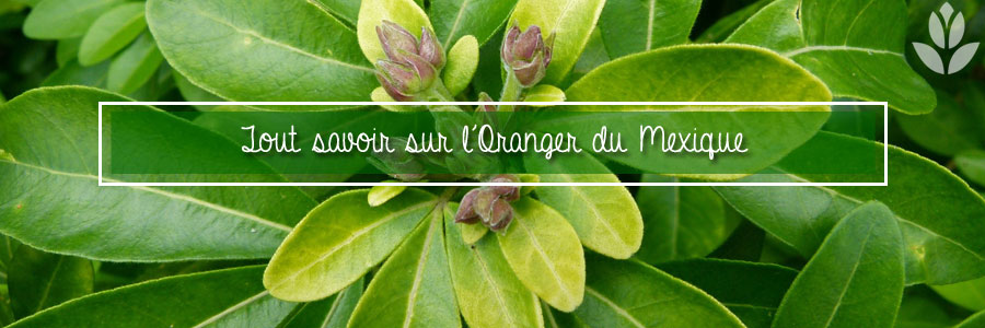 Tout savoir sur l'Oranger du Mexique