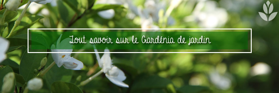 Tout savoir sur la Gardénia de jardin