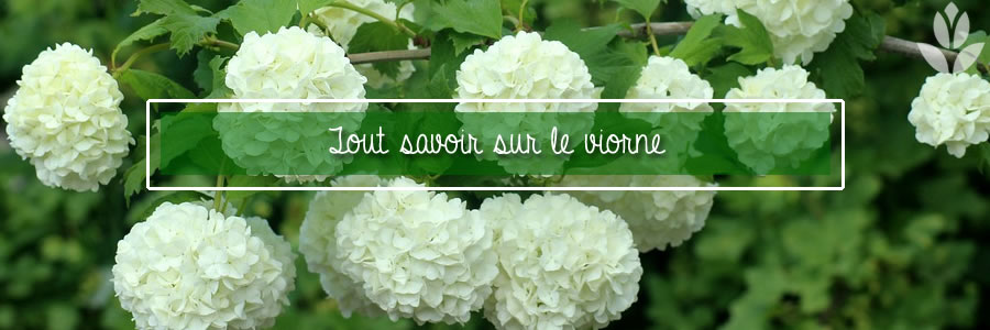 tout savoir sur le viorne du jardin