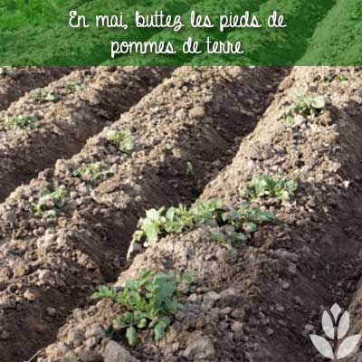 pieds pommes de terre