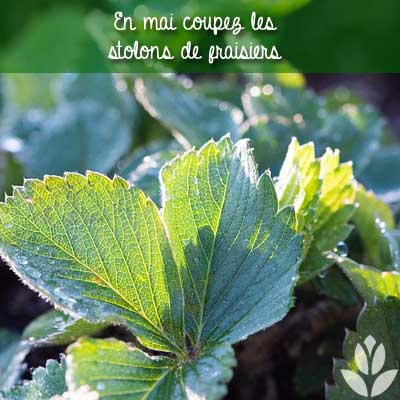 fraisiers feuilles potager