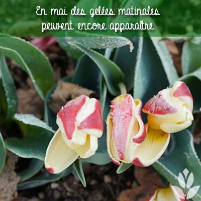 gelées matinales de mai