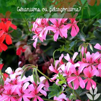 geranium ou pelargonium