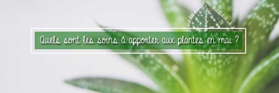 plantes d'interieur : les soins en mai