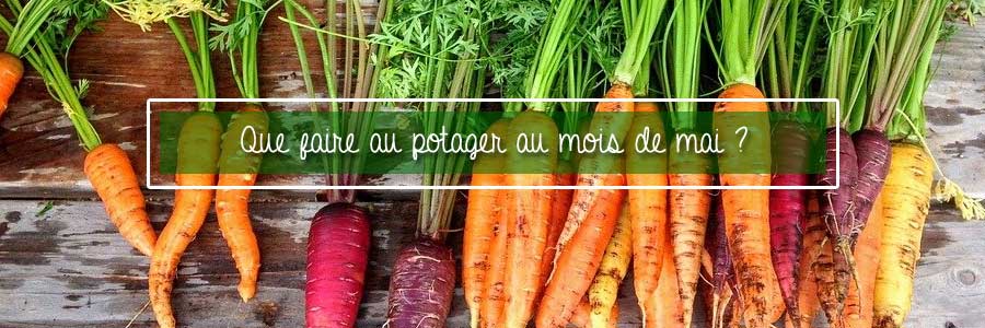 potager carottes mai