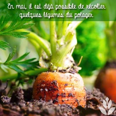 récolters en mai au potager