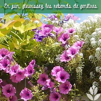 fenêtres fleurs