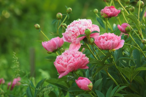 jardin en juin