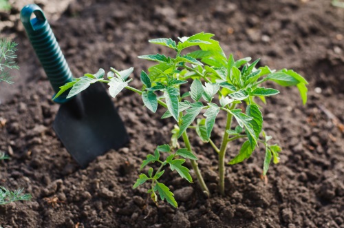 plants en terre