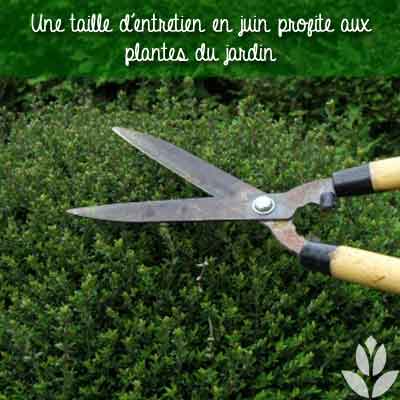 taille juin