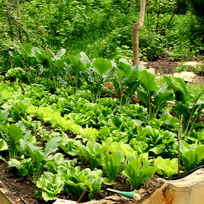 légumes potager