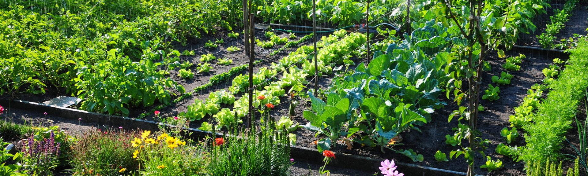 potager
