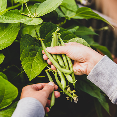 Récolte des haricots
