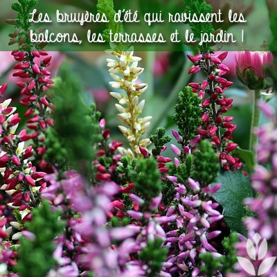 les bruyères d'été