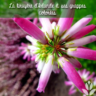 Les bruyères d'Irlande