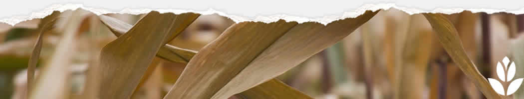 feuille canicule