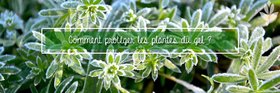 protéger les plantes du bel sur un balcon ou une terrasse