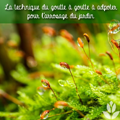 arrosage du jardin : le goutte à goutte