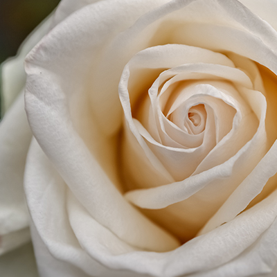 une rose blanche prise en gros plan