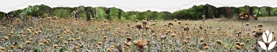 jardin secheresse