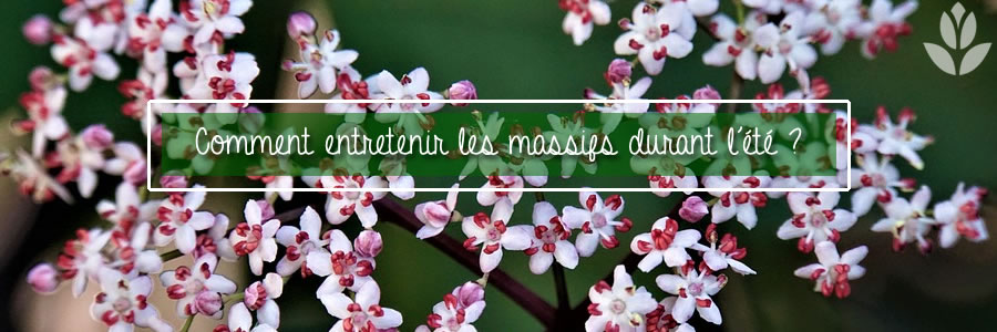 comment entretnir les massifs du jardin durant l'été?