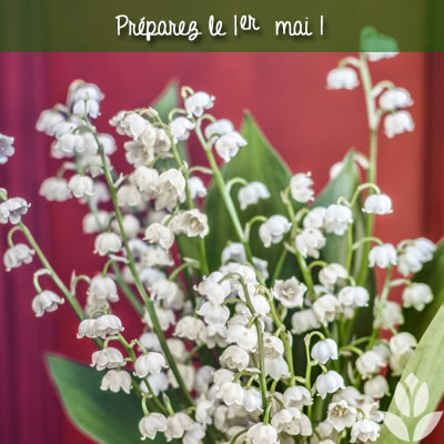 muguet du 1er mai
