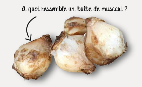 Résultat de recherche d'images pour "bulbe de muscari"