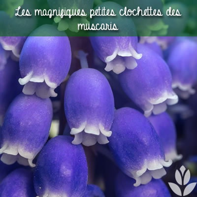 clochettes des muscaris