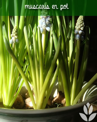 muscari en pot pour balcon et terrasse