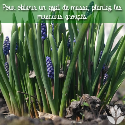 muscaris plantés groupés