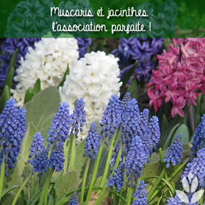 muscaris et jacinthes : l'association parfaite au jardin