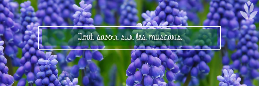 tout savoir sur les muscaris