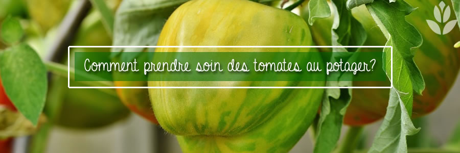 plants de tomates du potager
