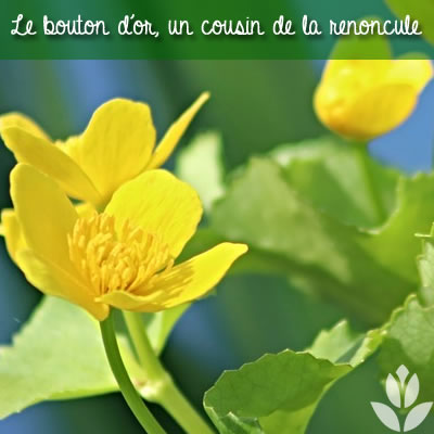 bouton d'or et renoncule