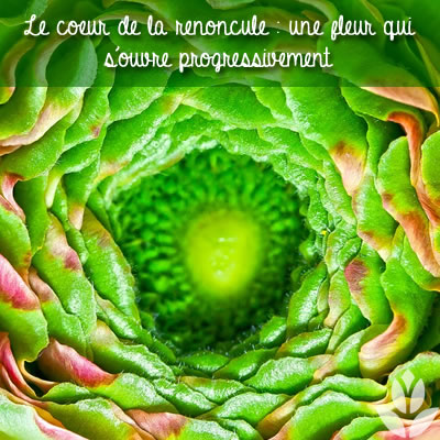 coeur des renoncules