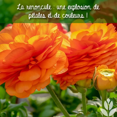 renoncules pétales et couleurs