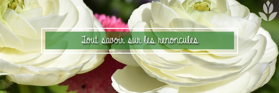 tout savoir sur les renoncules