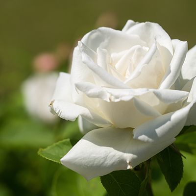 une belle rose blanche