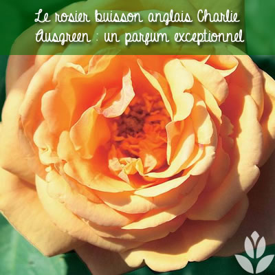 rosier buisson anglais charlie ausgreen parfumé