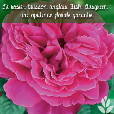 le rosier anglais fish ausgreen : une opulence de roses