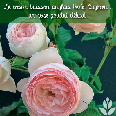rosier buisson anglais hers ausgreen