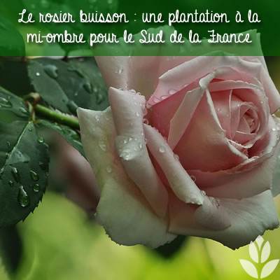 rosier buisson anglais plantation mi-ombre au seud de la France