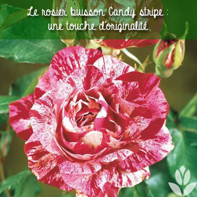 rosier buisson candy stripe