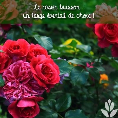 comment choisir son rosier buisson ?