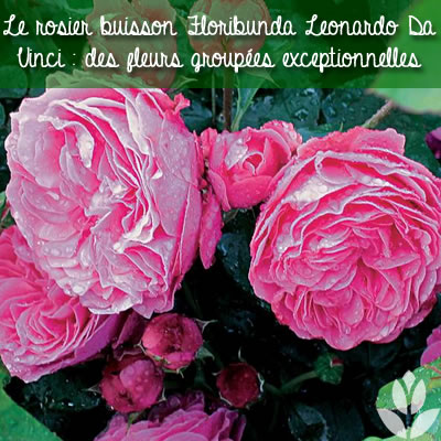 rosier buisson floribunda leonardo da vinci