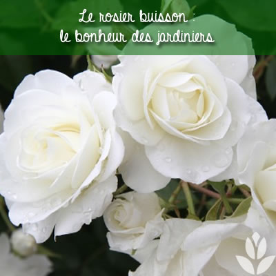le rosier buisson dans le jardin