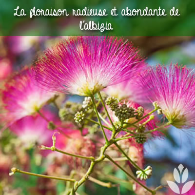 l'abondante floraison de l'albizia
