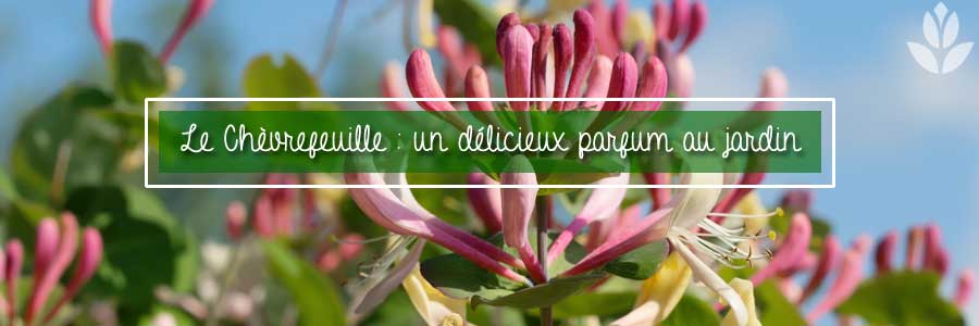 Le Chèvrefeuille : un délicieux parfum au jardin