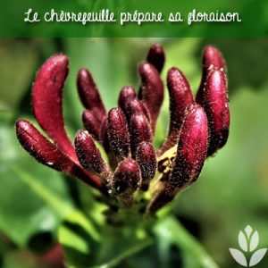 le chèvrefeuille prépare sa floraison