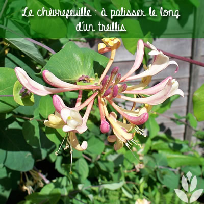 chèvrefeuille le long d'un treillis